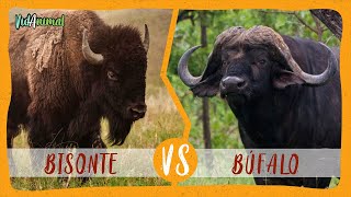 BISONTE AMERICANO vs BÚFALO AFRICANO [upl. by Anaiad]