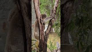 Koala Yanchep National Park koala wildlife wildanimals [upl. by Aruam]