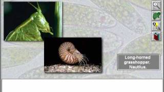 Animal Kingdom Invertebrates Sponges Anemones Corals and Flatworms Part 1 [upl. by Huntingdon]