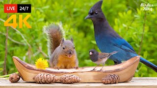 🔴 247 LIVE Cat TV for Cats to Watch 😺 Beautiful Birds and Squirrels 4K [upl. by Hamburger898]