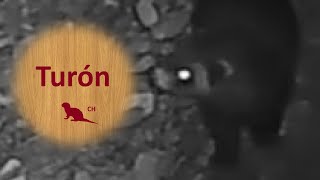 🌳 Turón Hurón Salvaje 🦨 Documental Express de Turon  Hurón Turón doméstico [upl. by Orabelle]