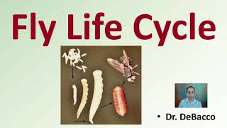 Fly Life Cycle [upl. by Mohsen930]