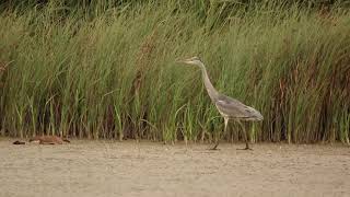 grey heron and the stoat [upl. by Rissa]