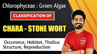 Chlorophyceae  Classification of Chara Algae  Occurance  Habitat  Reproduction in Chara Hindi [upl. by Arch]