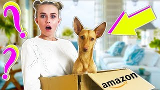 I Bought A Dog Mystery Box Off Amazon [upl. by Wager]