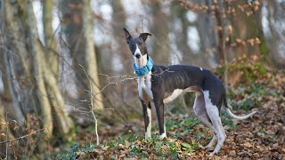 How to Train Your Whippet to Run With You [upl. by Romine]