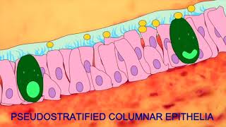 Cell Modification [upl. by Nalor]