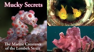 Mucky Secrets full  The Marine Creatures of the Lembeh Strait [upl. by Aliac]