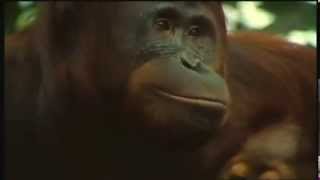 Orangutan Ballet Max Reger  The Virgins Slumber Song [upl. by Enidan942]