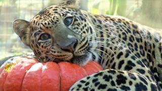 BIG CATS vs Pumpkins [upl. by Narton]