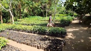 PlantforEthiopia Discover the Konso nursery [upl. by Euqinaj]