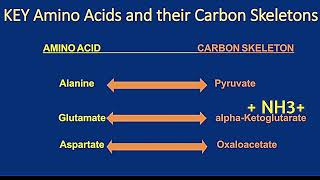 Catabolism of Alanine Glutamate and Aspartate Metabolism Made Easy [upl. by Medorra]