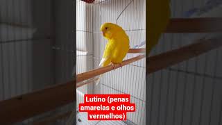 Periquito Australiano Lutino [upl. by Lemmuela]