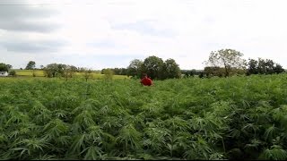 Why Kentucky farmers are quitting tobacco and turning to hemp [upl. by Staten]