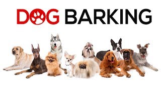 Dogs Barking Sounds To Make Your Dog REACT  34 Breeds Including Yours [upl. by Bixler381]