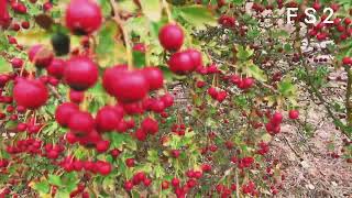 MAJUELO ESPINO ALBAR  CRATAEGUS MONOGYNA [upl. by Teerprug297]