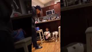 Amazingly Loyal Pitbull Protects Child from Harm  Pitbull Loyalty [upl. by Goat600]