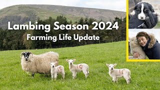 Inside Look LAMBING Season 2024  Rural Farming Life [upl. by Ahtekahs303]