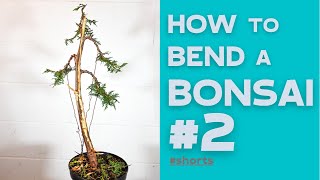 How to bend a Bonsai 2  Thuja Occidentalis  Bonsaifly shorts [upl. by Airamanna]