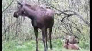 Moose Resting with Calves Disturbed by Bear [upl. by Ailegna235]