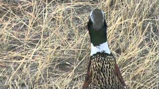 Pheasant hunting in Colorado [upl. by Aytida]