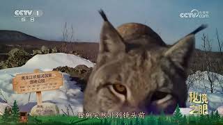 《秘境之眼》 猞猁猪獾麋鹿黑熊 20241003  CCTV [upl. by Aseek]