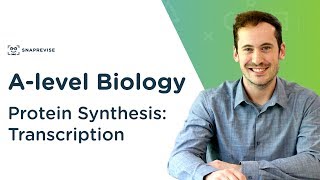 Protein Synthesis Transcription  Alevel Biology  OCR AQA Edexcel [upl. by Streeter]