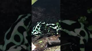 Dendrobates auratus calling [upl. by Dorn]