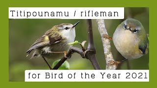 Bird of the Year 2021 NZ  titipounamu rifleman [upl. by Libbie]