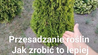 Przesadzanie roślin Jak zrobić to lepiej [upl. by Ahsiloc]