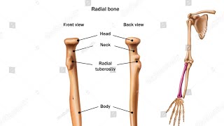 radius bone anatomy 3d  anatomy of radius bone attachments anatomy  bones of upper limb [upl. by Ardy]