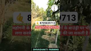 अफ्रीकन महोगनी का पौधा कैसा दिखता है farming shortvideo mahogany agriculture mahoganytree [upl. by Jobey229]