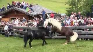 Hengstauftrieb in Rauris 2014 Norikerrangkämpfe hautnah [upl. by Ernaline]