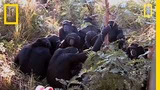 Chimps quotMournquot Nineyearolds Death  National Geographic [upl. by Hephzipa]