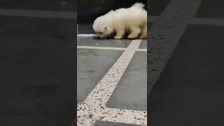 BICHON FRISE KENNEL  BICHON FRISE PUPPY  BICHON FRISE DOG PRICE bichonfrisé puppy [upl. by Zzabahs]