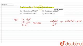 In photosynthesis photolysis of water is used in [upl. by Sofko333]