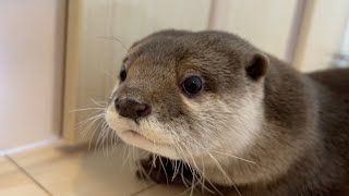 カワウソはよく鳴く！？喋ってる時の各鳴き声を解説します Ill explain the emotions an otter feels when its talking [upl. by Arua]