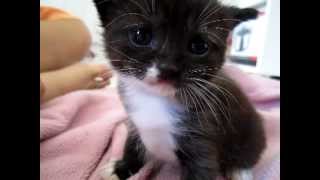 Cute kittens meowing ♥ GUARANTEED TO MAKE YOUR DOG OR CAT LOOK ♥ [upl. by Smitty668]