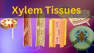 Xylem Tissues Vascular tissues What are xylem tissuesBiology [upl. by Kilgore122]