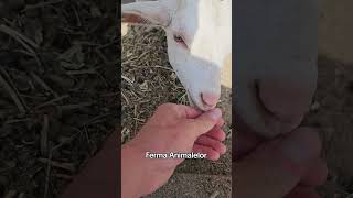 Ferma animalelor ❤️🤗 [upl. by Atelra]