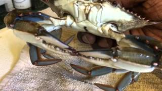 Backyard Crab Farm Update  Freezing Blue Crabs Tutorial [upl. by Primalia994]