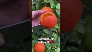 Les meilleurs fruits pour ton corps [upl. by Hennahane]