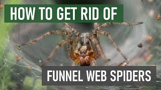 How to Get Rid of Funnel Web Spiders North American Funnel Web Spiders [upl. by Lissi]