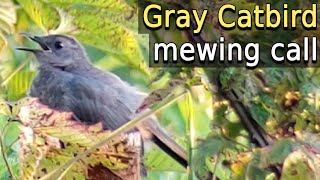 Gray Catbird  mewing [upl. by Chancey]