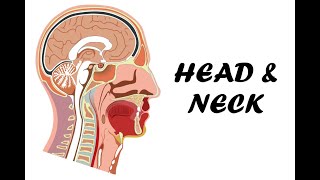 Head amp Neck Medial Section  Complete Sinuses  All Sulci amp Gyri  Brain Stem [upl. by Abbottson]