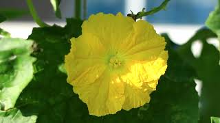 Why luffa not fruit in summer Reasons you should know [upl. by Anatlus]