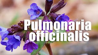 Pulmonaria officinalis [upl. by Ynoffit191]