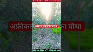 Mahogany tree price in india shivashakti agriculture farming sichai shortvideo viral [upl. by Einttirb]