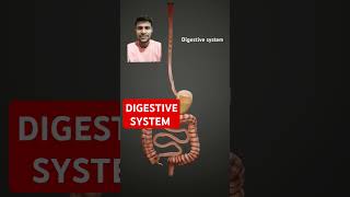 Digestive system humandigestivesystem vinayeducationworld vinay biology amazingfacts medical [upl. by Chev813]