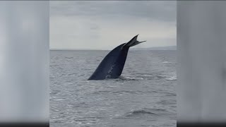 Watchers witness 100 Blue whales off the Mission Bay Coast [upl. by Par]